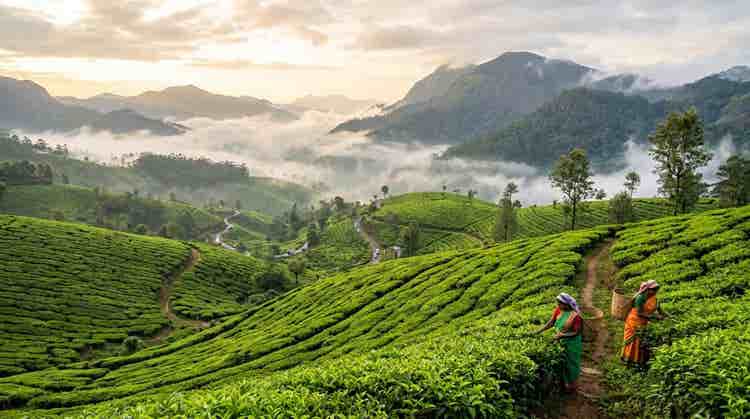 munnar