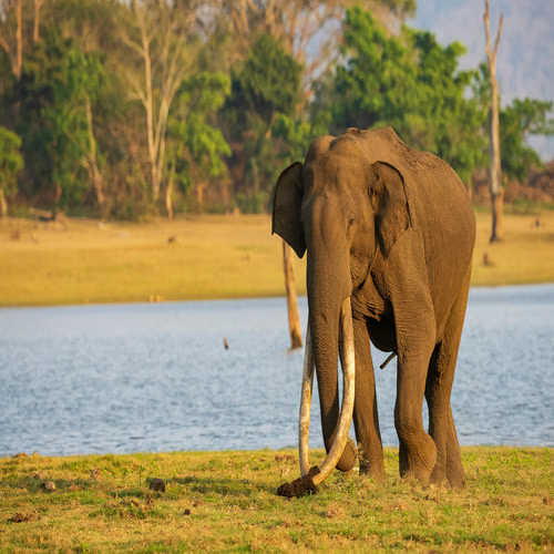 wild wlephant in gavi