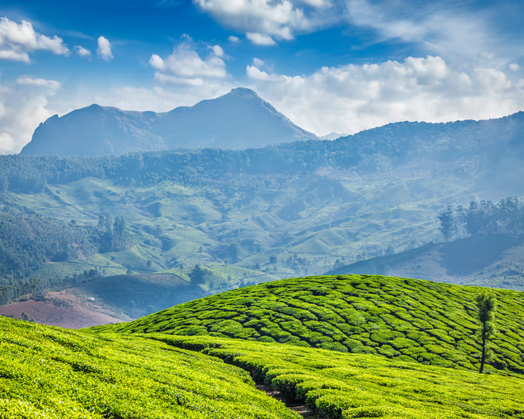 Kolukkumalai tea estate