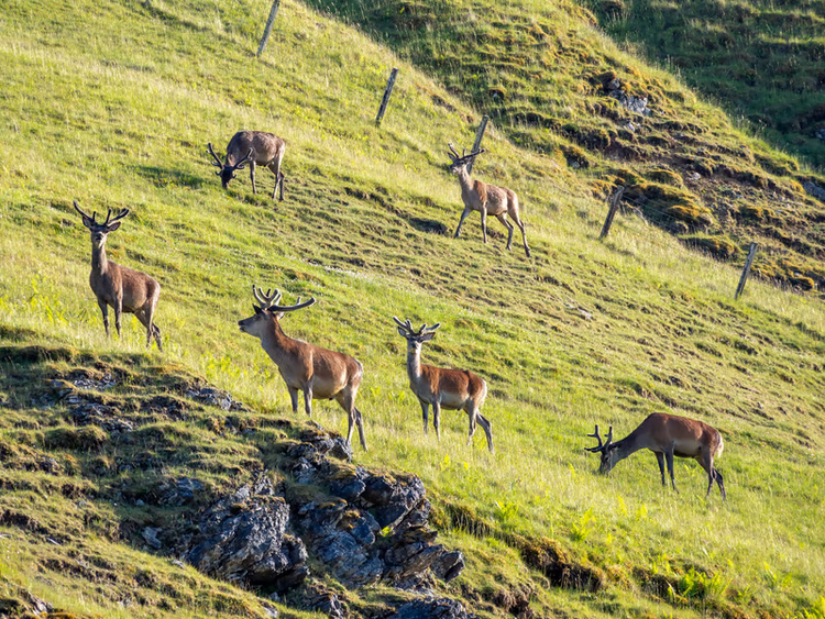 Eravikulam National Park