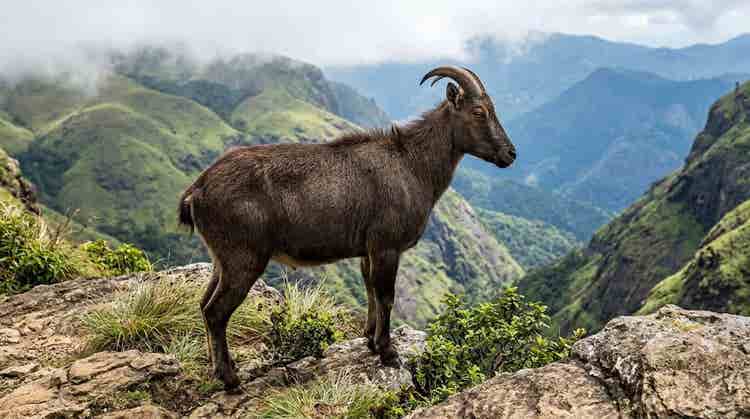 Nilgiri tahr