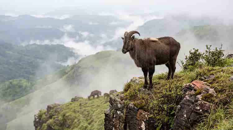 nilgiri thar