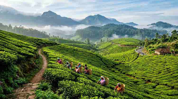 beauty of munnar