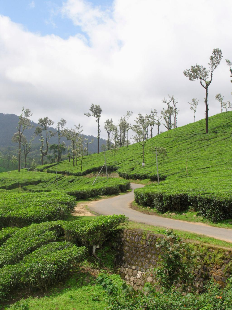 tea estates