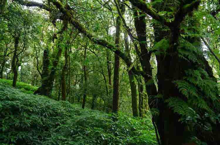Nelliyampathy Forest