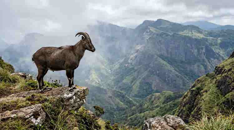 nilgiri thar