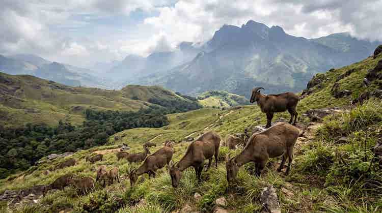 Eravikulam national park