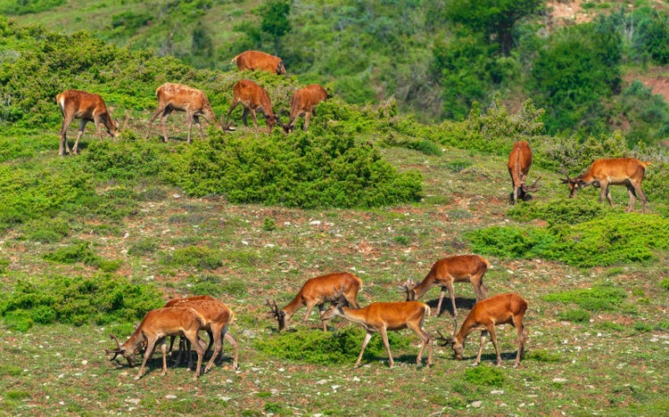 Eravikulam National Park,